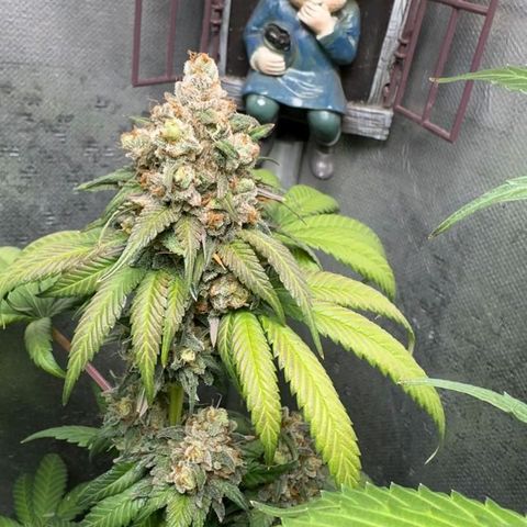 Double Cookies - BSF growlog timeline photo