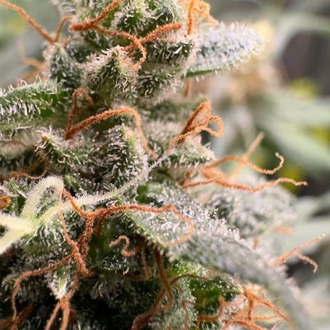 4️⃣ - Fast Buds Auto growlog timeline photo