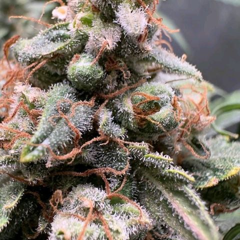 4️⃣ - Fast Buds Auto growlog timeline photo
