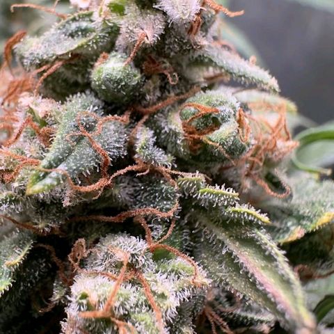 4️⃣ - Fast Buds Auto growlog timeline photo
