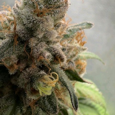 Double Cookies - BSF growlog timeline photo