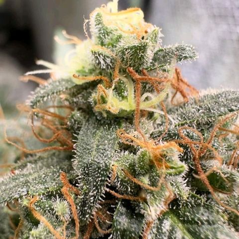 4️⃣ - Fast Buds Auto growlog timeline photo