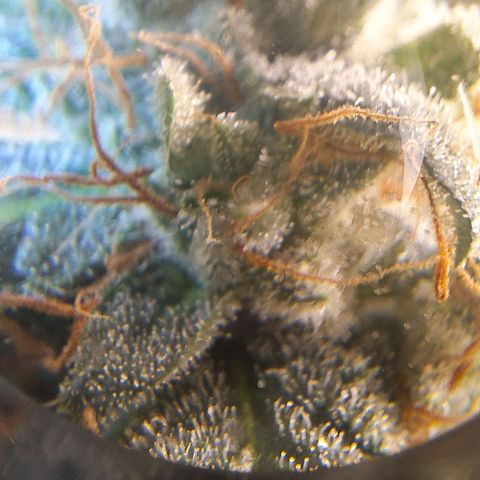 4️⃣ - Fast Buds Auto growlog timeline photo