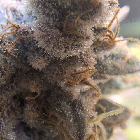 Double Cookies - BSF growlog timeline photo