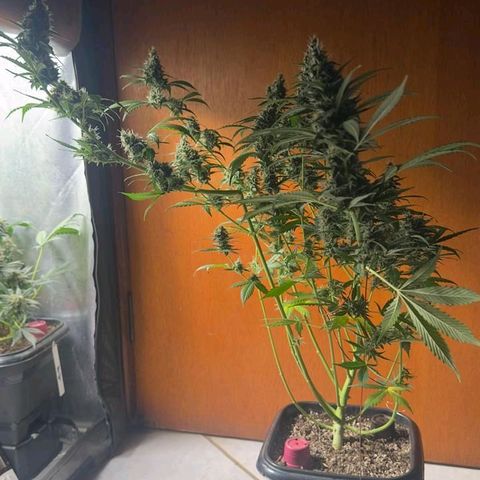 Gorilla Cookies Auto growlog timeline photo