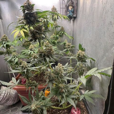 4️⃣ - Fast Buds Auto growlog timeline photo