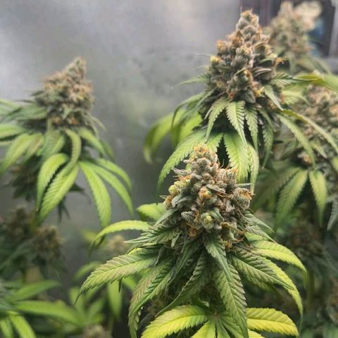 Double Cookies - BSF growlog timeline photo