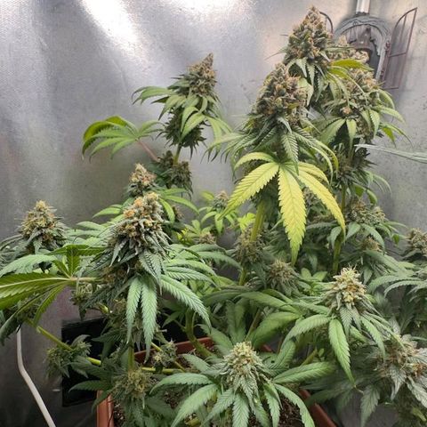Double Cookies - BSF growlog timeline photo