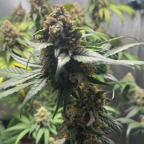 Double Cookies - BSF growlog timeline photo