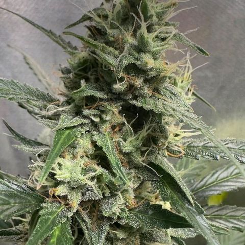 Gorilla Cookies Auto growlog timeline photo
