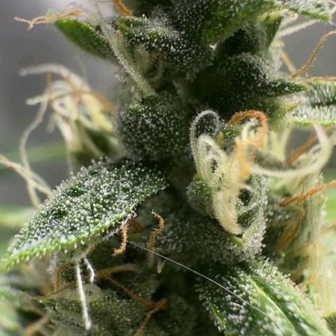 Gorilla Cookies Auto growlog timeline photo