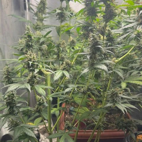 Gorilla Cookies Auto growlog timeline photo