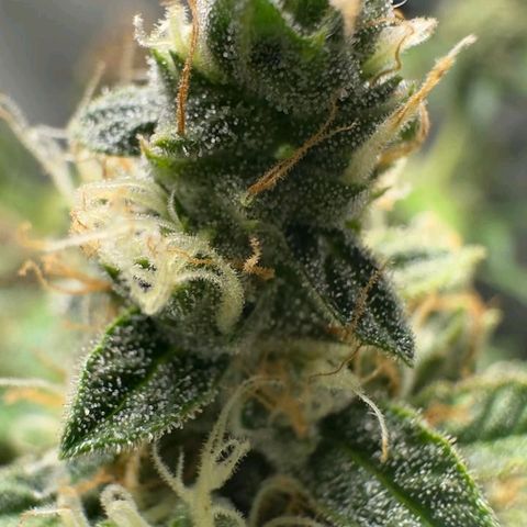 Gorilla Cookies Auto growlog timeline photo