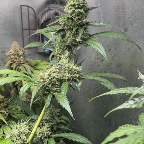 Gorilla Cookies Auto growlog timeline photo