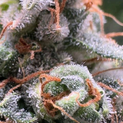 4️⃣ - Fast Buds Auto growlog timeline photo