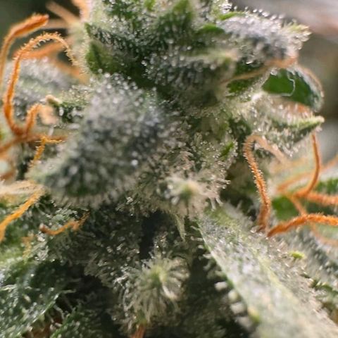 4️⃣ - Fast Buds Auto growlog timeline photo