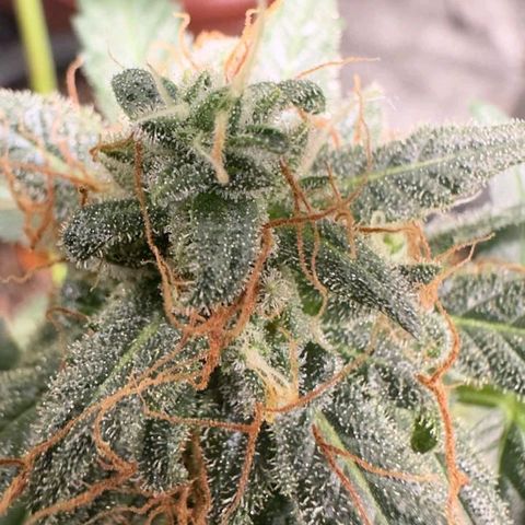 4️⃣ - Fast Buds Auto growlog timeline photo