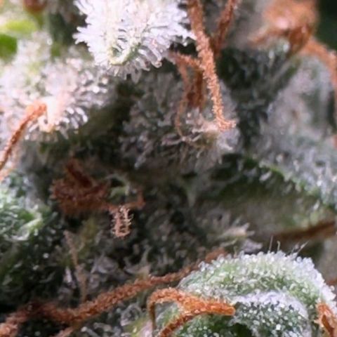 4️⃣ - Fast Buds Auto growlog timeline photo