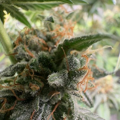 4️⃣ - Fast Buds Auto growlog timeline photo