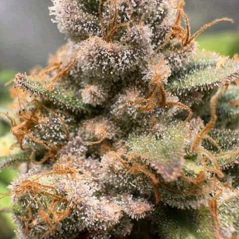 Double Cookies - BSF growlog timeline photo