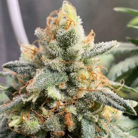 Double Cookies - BSF growlog timeline photo
