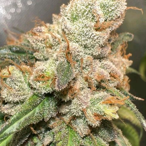 Double Cookies - BSF growlog timeline photo