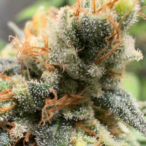 Double Cookies - BSF growlog timeline photo
