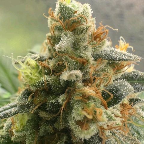Double Cookies - BSF growlog timeline photo