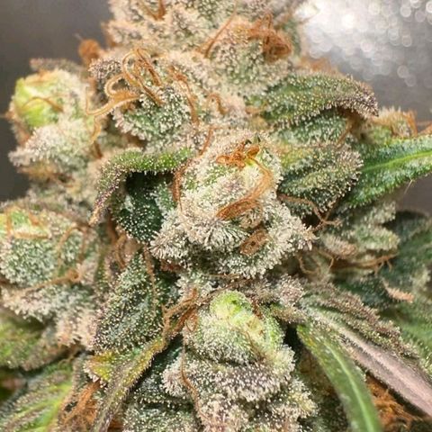 Double Cookies - BSF growlog timeline photo