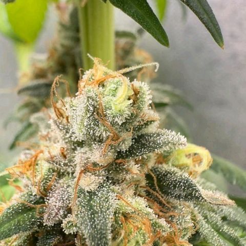Double Cookies - BSF growlog timeline photo