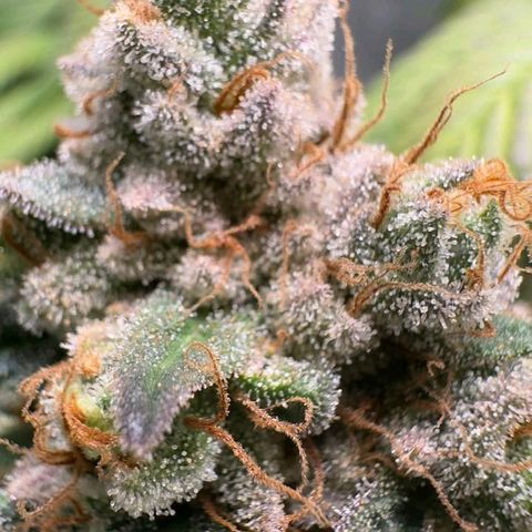 Double Cookies - BSF growlog timeline photo
