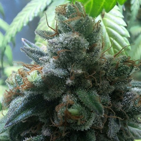 Double Cookies - BSF growlog timeline photo