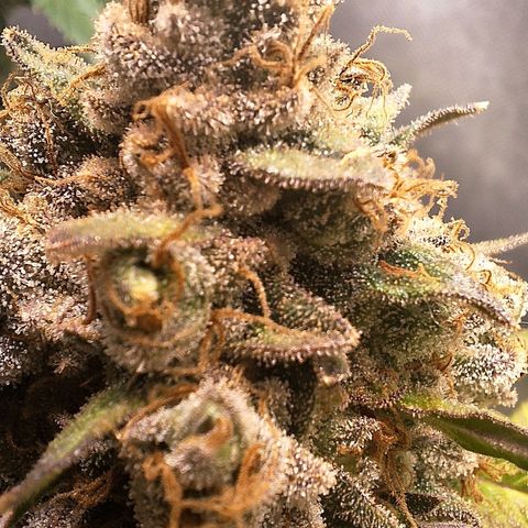 Double Cookies - BSF growlog timeline photo