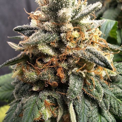 Double Cookies - BSF growlog timeline photo
