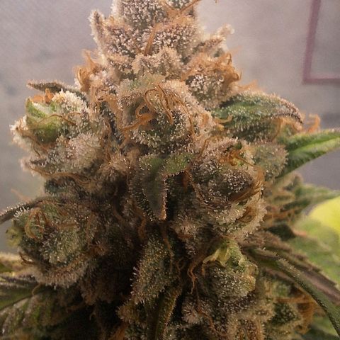 Double Cookies - BSF growlog timeline photo