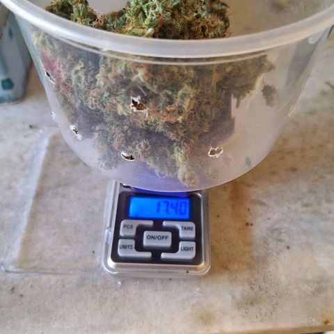 4️⃣ - Fast Buds Auto growlog photo: 17.4g