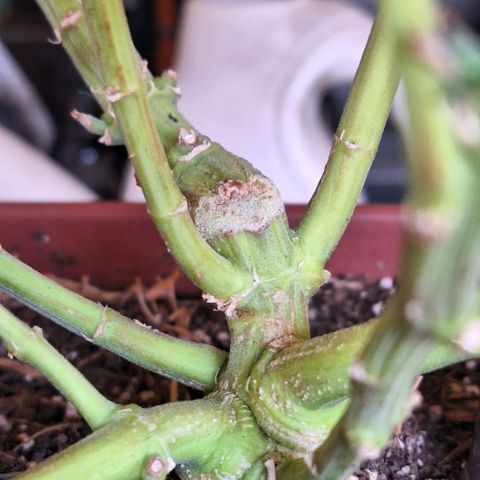 Double Cookies - BSF growlog timeline photo