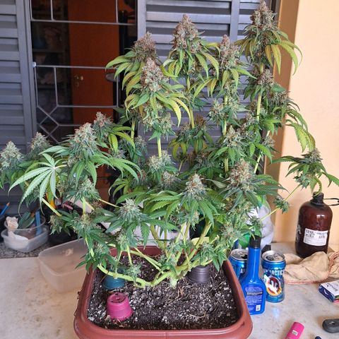 Double Cookies - BSF growlog timeline photo