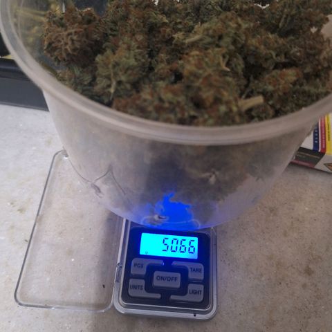 Double Cookies - BSF growlog timeline photo
