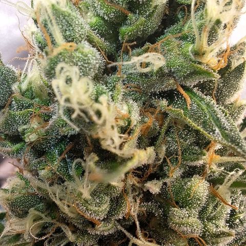 Gorilla Cookies Auto growlog timeline photo