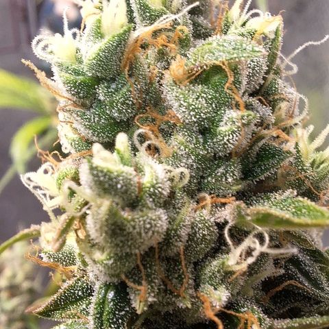 Gorilla Cookies Auto growlog timeline photo