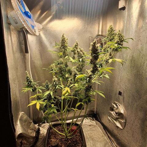 Gorilla Cookies Auto growlog timeline photo
