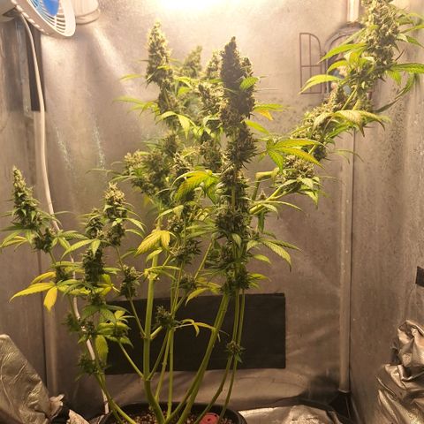Gorilla Cookies Auto growlog timeline photo