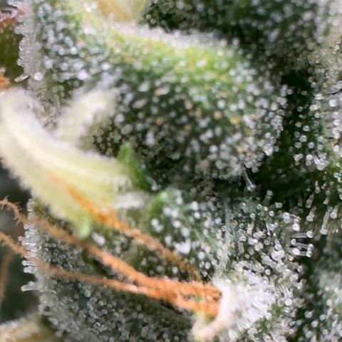 Gorilla Cookies Auto growlog timeline photo