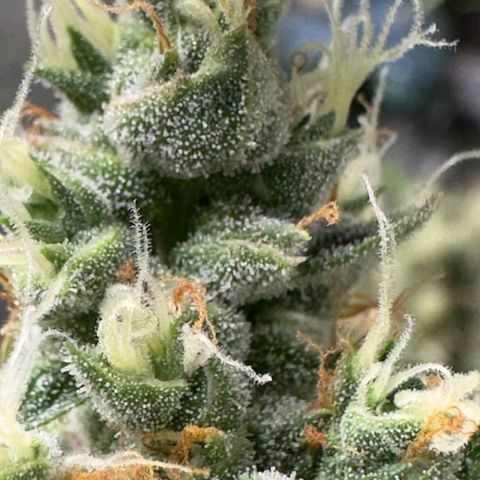 Gorilla Cookies Auto growlog timeline photo