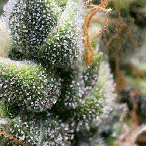 Gorilla Cookies Auto growlog timeline photo