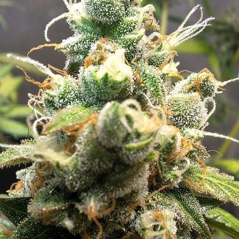 Gorilla Cookies Auto growlog timeline photo