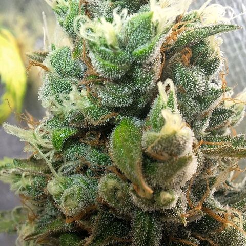 Gorilla Cookies Auto growlog timeline photo