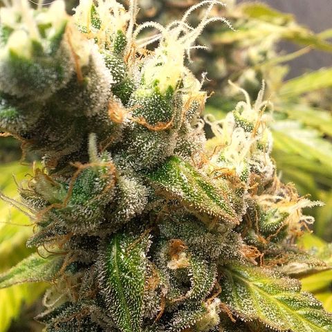 Gorilla Cookies Auto growlog timeline photo