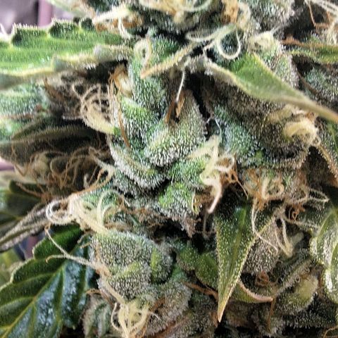 Gorilla Cookies Auto growlog timeline photo